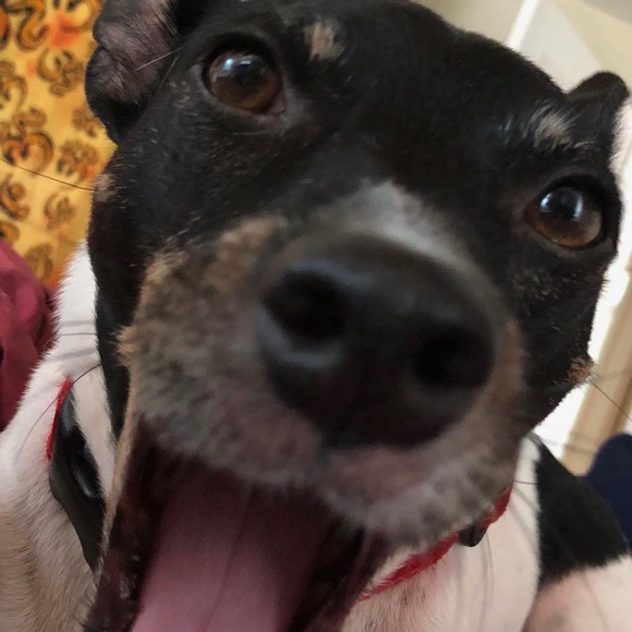 Meet your Posher, Susan - Picture 1 of 1